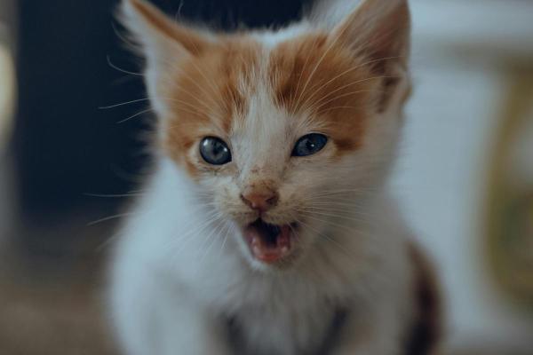Tipos de miado de gato - 2. Miados curtos e muito agudos: típicos de filhotes