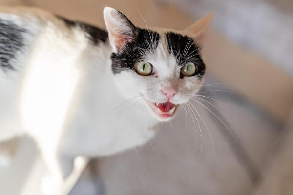 Tipos de miado de gato - 4. Miados agudos, muito altos e insistentes: calor