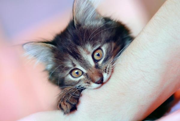 Por que os gatos mordem nossas mãos? - Comportamento exploratório