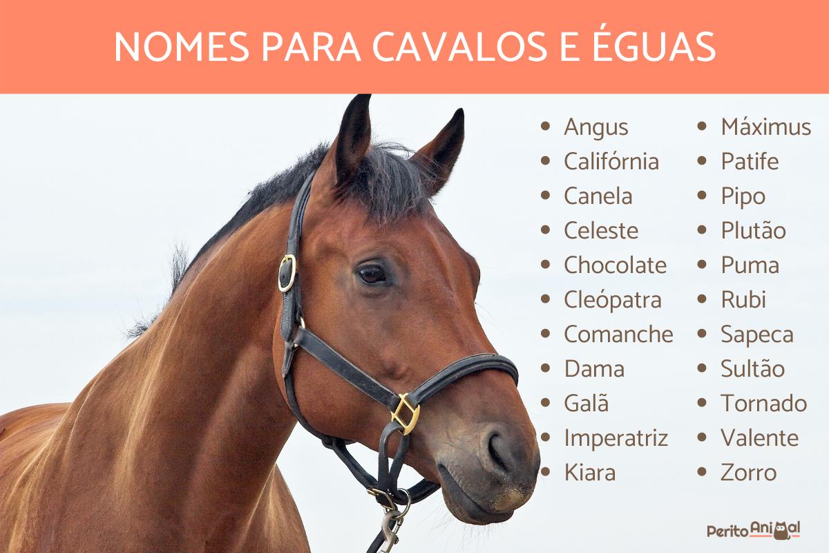 Nomes para cavalos e éguas