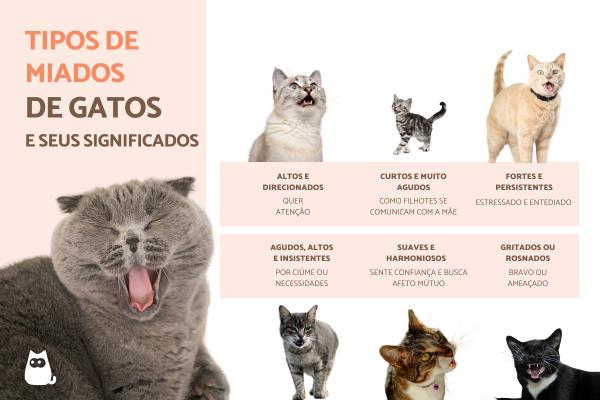 Tipos de miado de gato