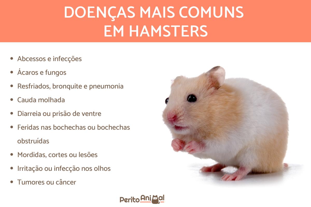 Doenças mais comuns nos hamsters
