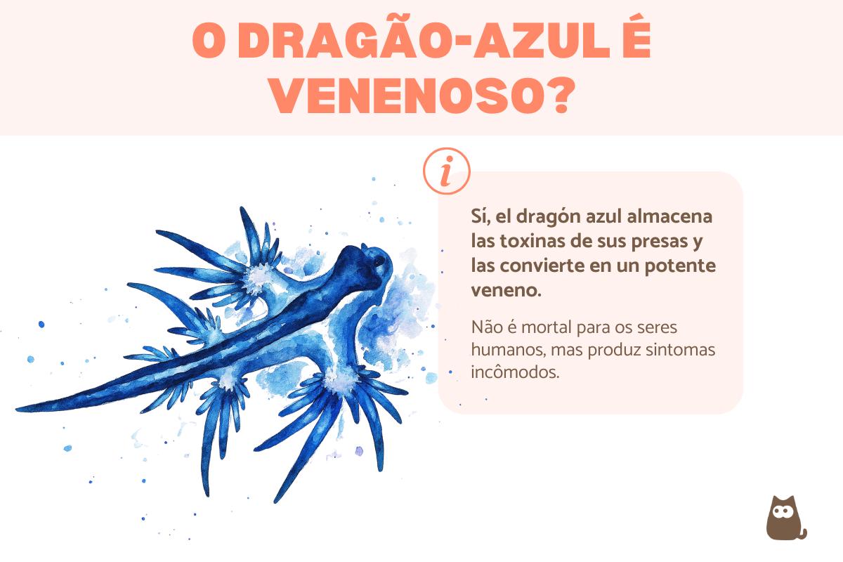 Dragão-azul é venenoso?