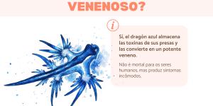 Dragão-azul é venenoso?
