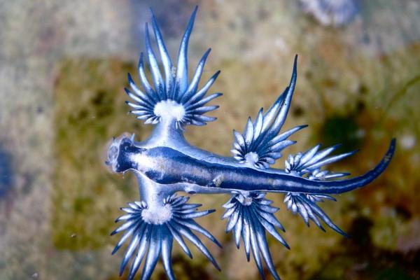 Dragão-azul é venenoso? - O dragão-azul é perigoso?
