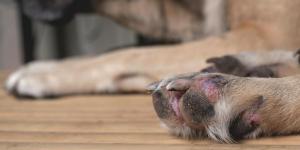 Pododermatite em cachorros - Sintomas e tratamento