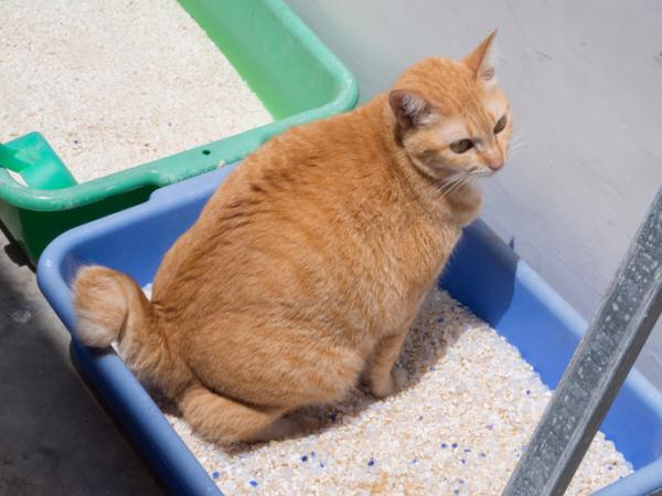 Meu gato não consegue defecar - o que fazer? - Laxante para gatos