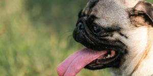 Meu cachorro está ofegante: devo me preocupar?