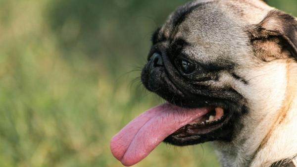 Meu cachorro está ofegante: devo me preocupar?