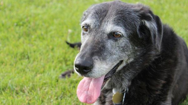 Meu cachorro está ofegante: devo me preocupar? - Meu cachorro está ofegante: quando devo me preocupar?