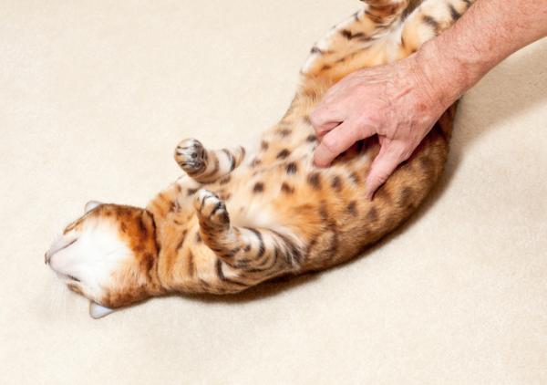 Meu gato não consegue defecar - o que fazer?