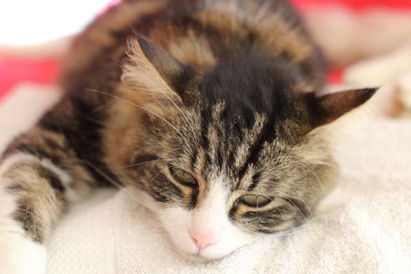 Meu gato não consegue defecar - o que fazer? - Prisão de ventre em gatos: sintomas