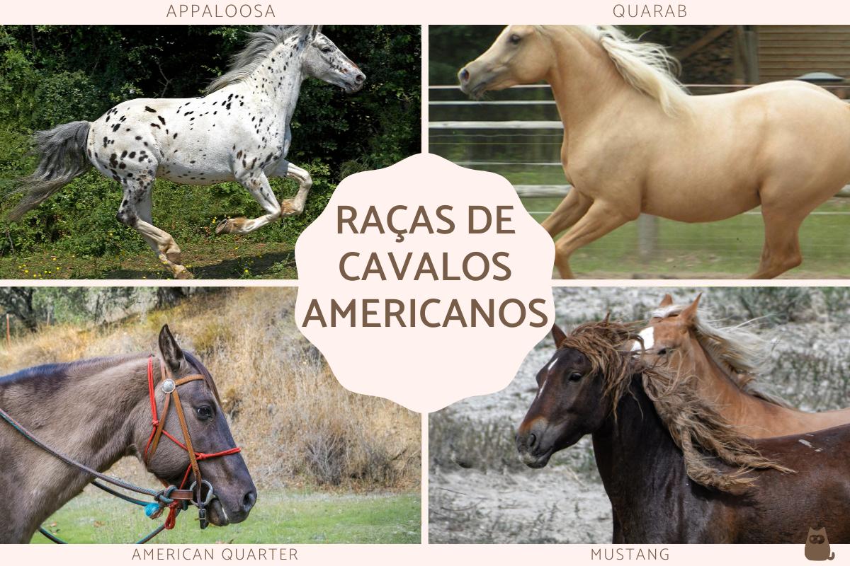Raças de cavalos americanos