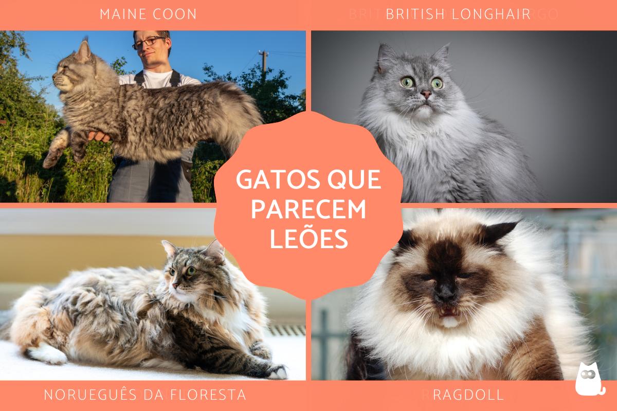 Raças de gatos que parecem leões
