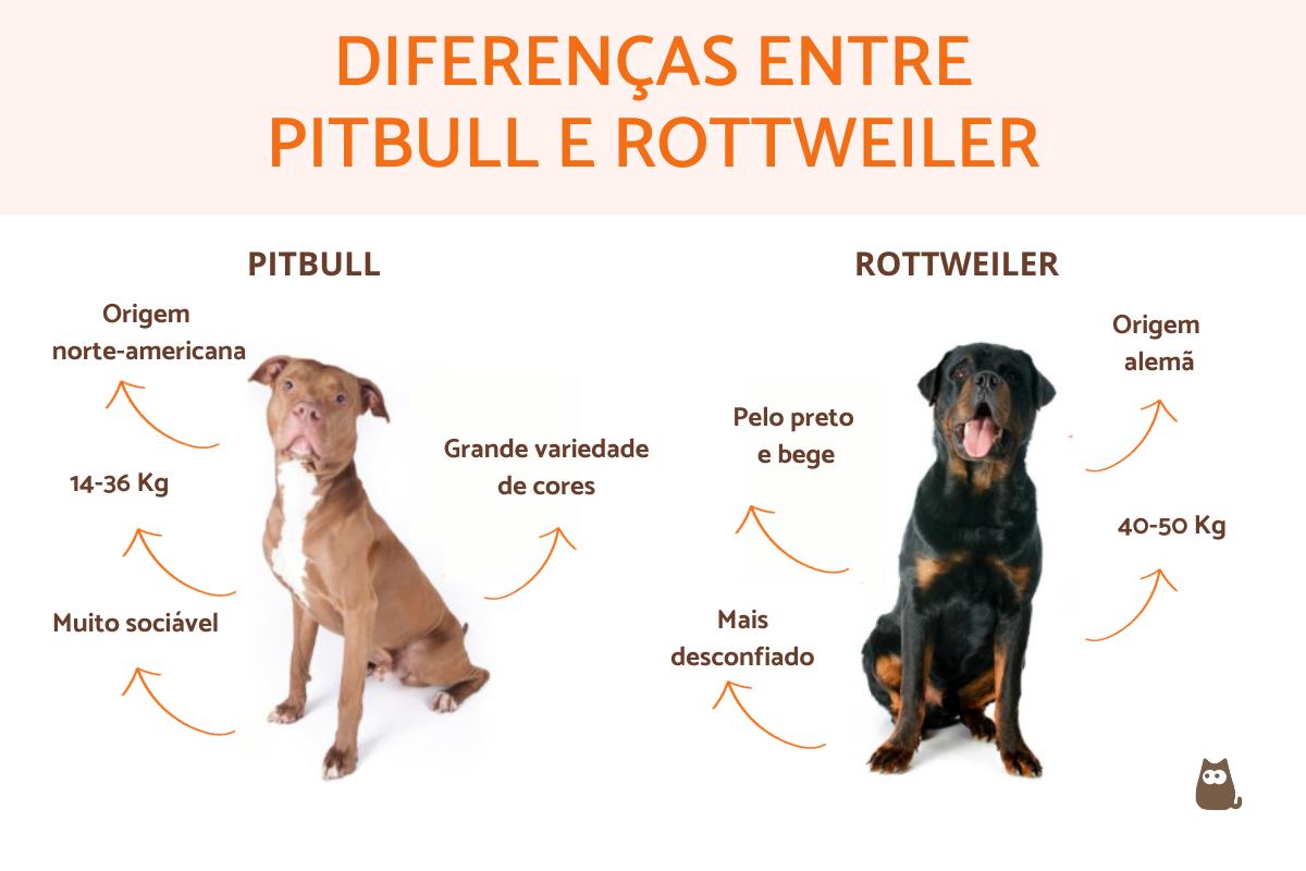 Diferenças entre pitbull e rottweiler - Guia completo