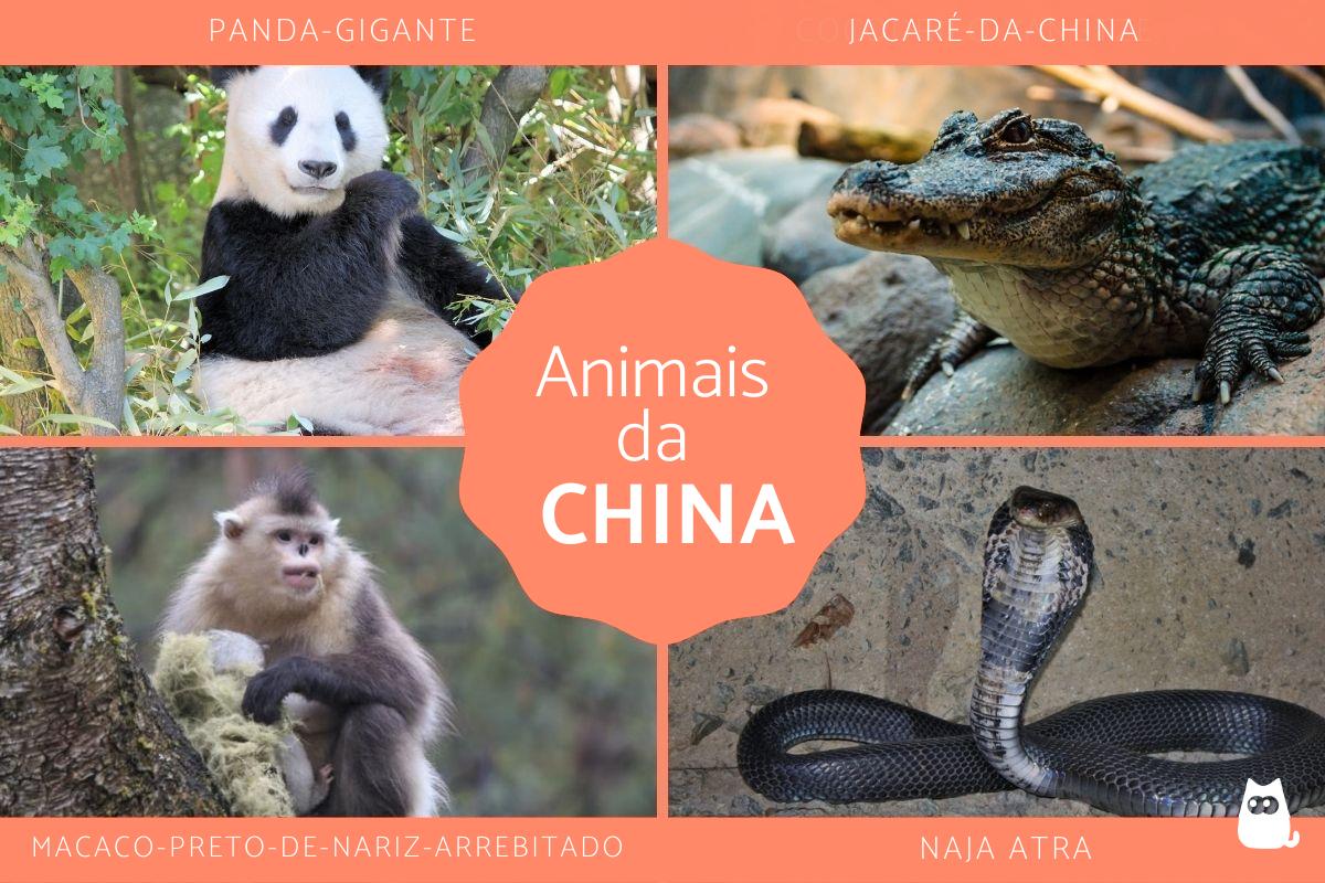 Animais da China