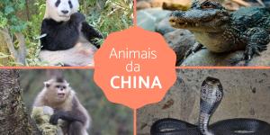 Animais da China
