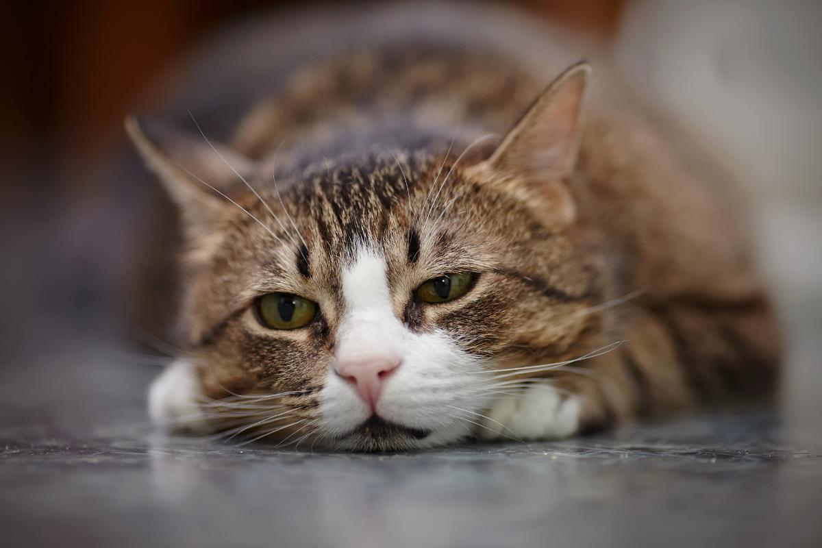 Anti-inflamatórios naturais para gatos