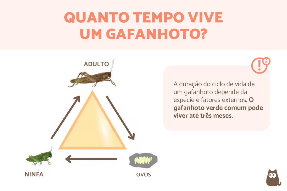 Quanto tempo vive um gafanhoto?