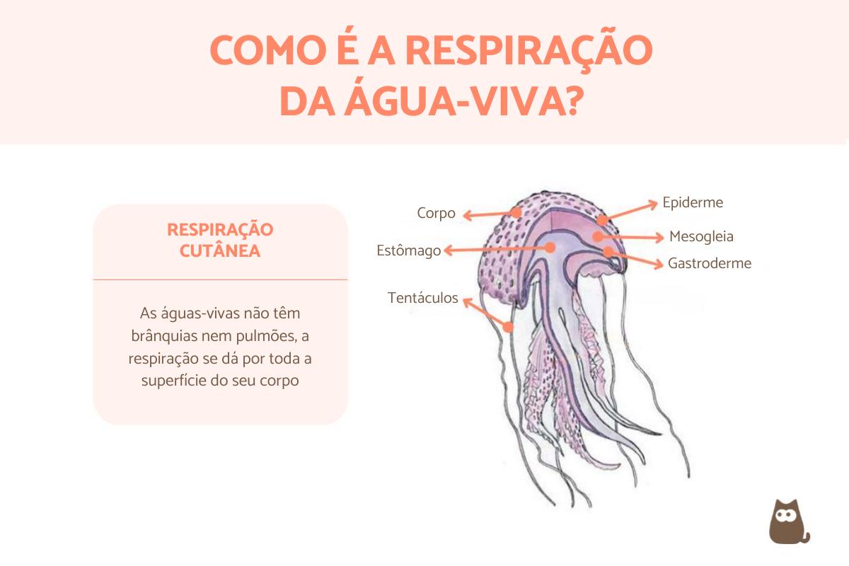 Como é a respiração da água-viva?