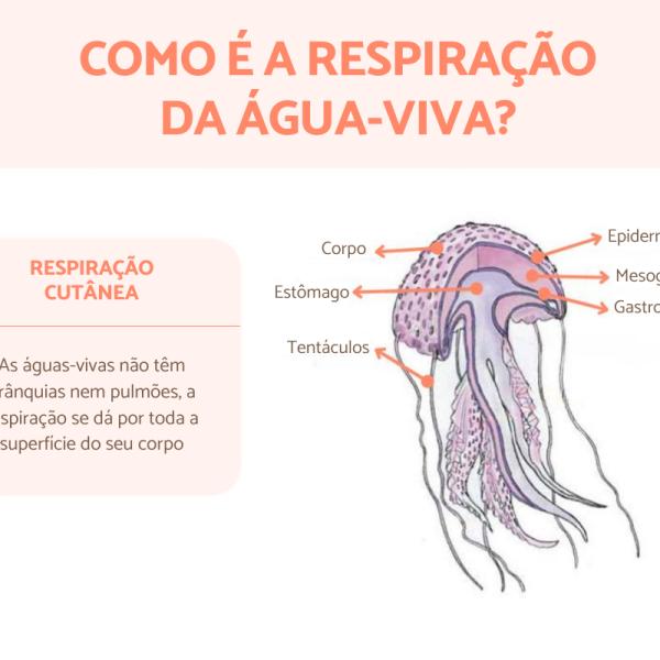 Anatomia Da Agua Viva Por Que As águas Vivas “queimam”?