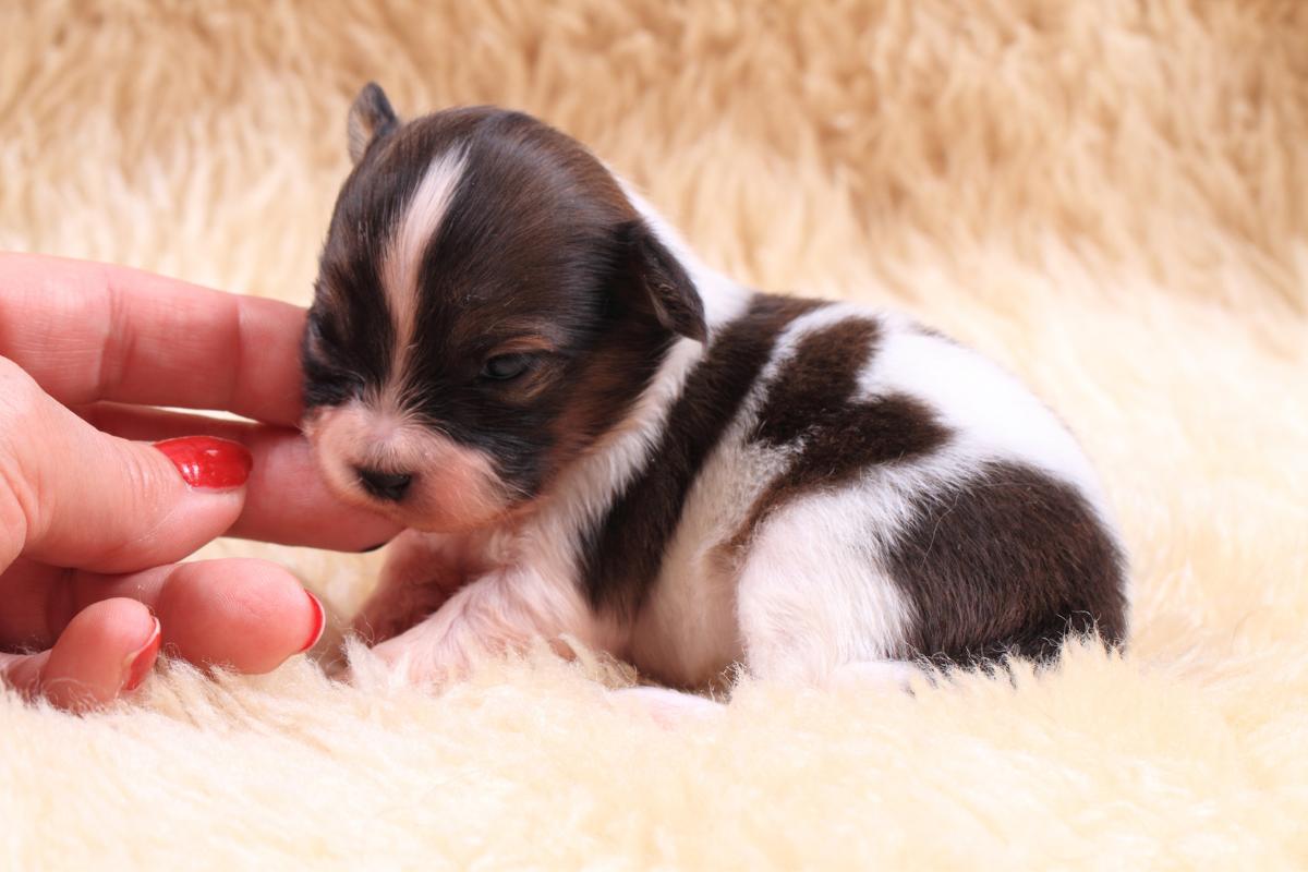 Como cuidar de um filhote recém-nascido órfão