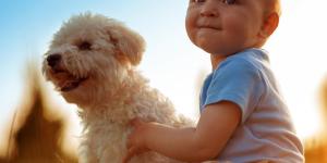 Por que os cachorros cuidam dos bebés?