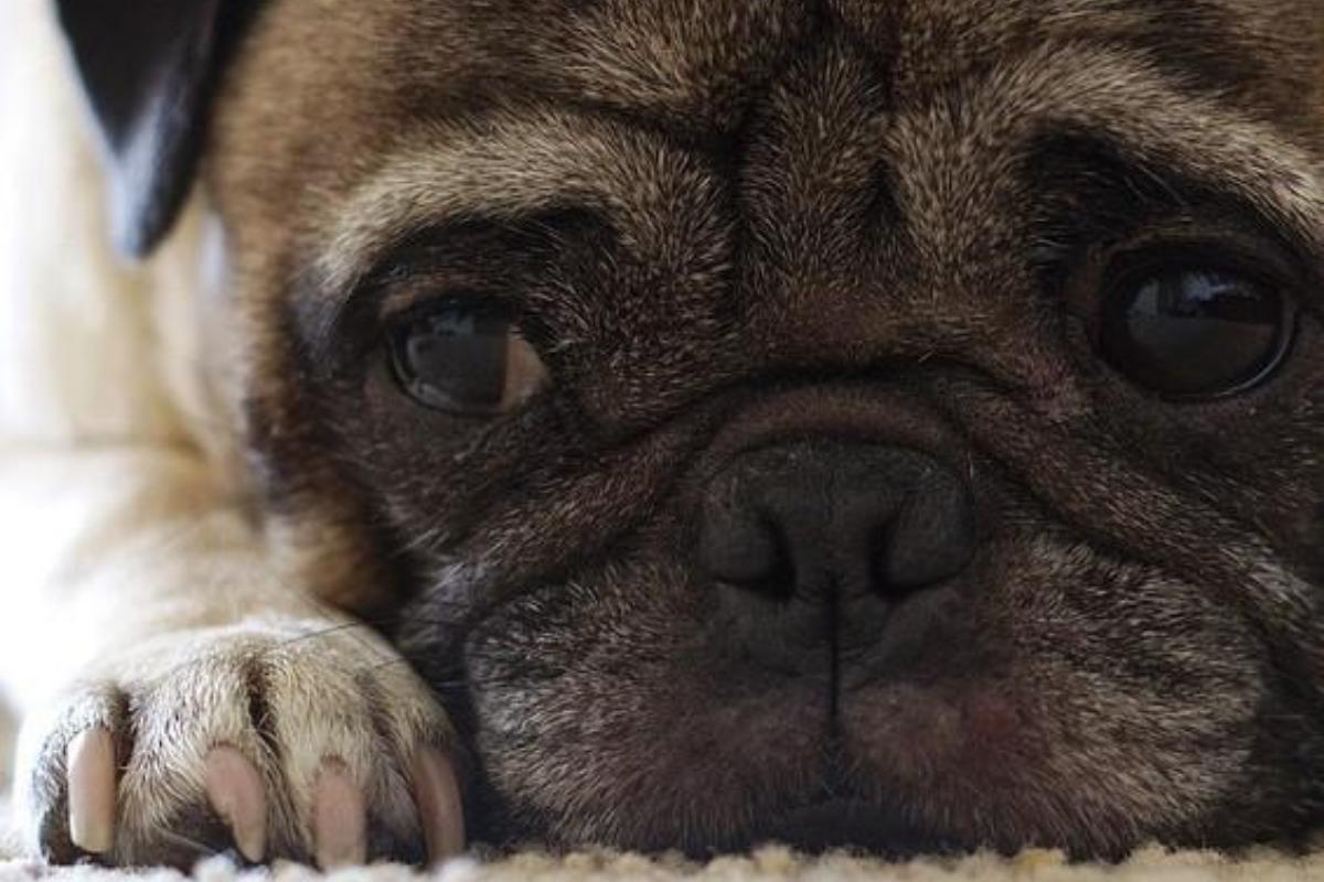 Remédios naturais para a gastroenterite em cães