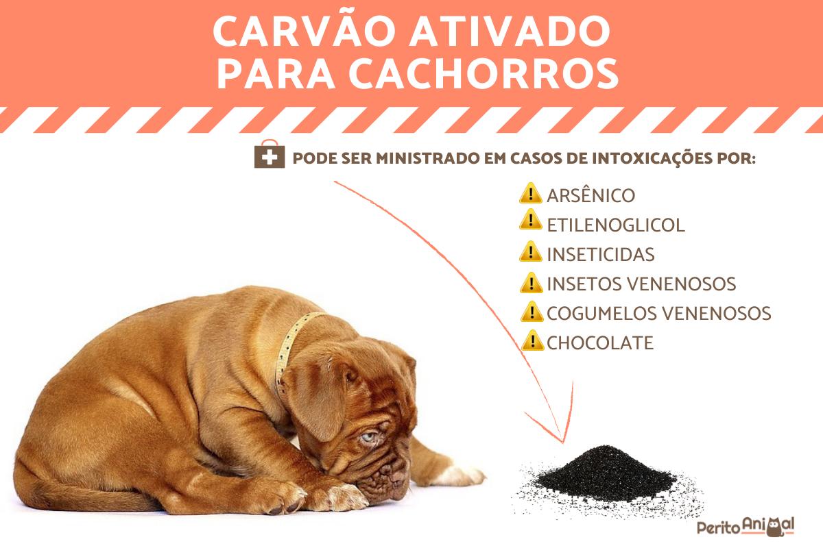 Carvão ativado para cachorro: usos, dosagem e recomendações