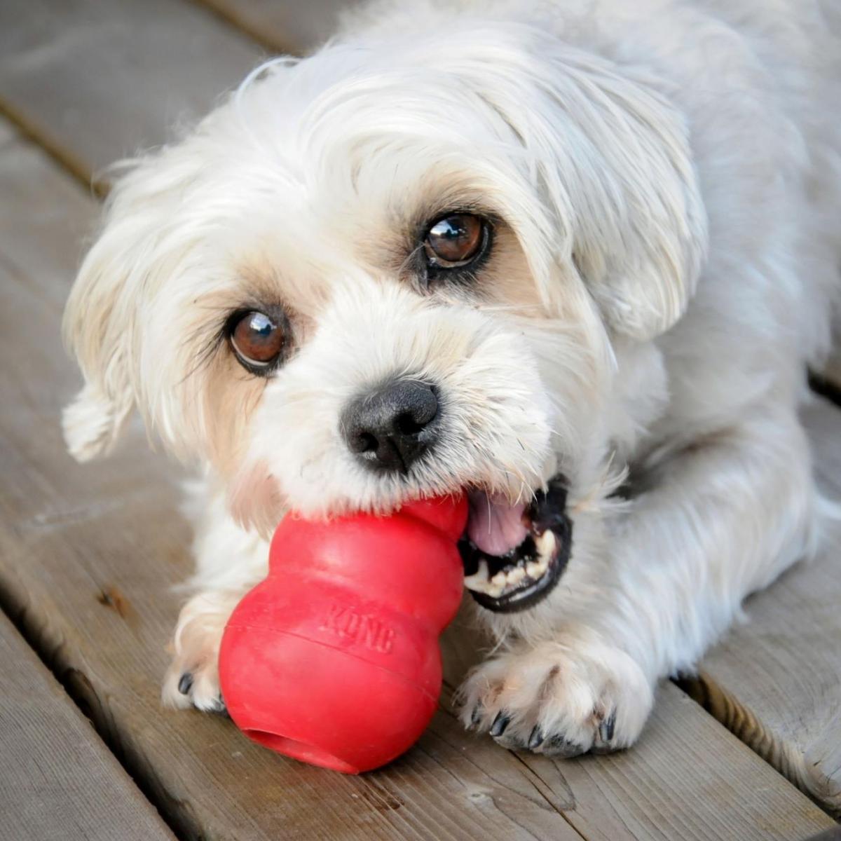 O Kong para tratar a ansiedade de separação