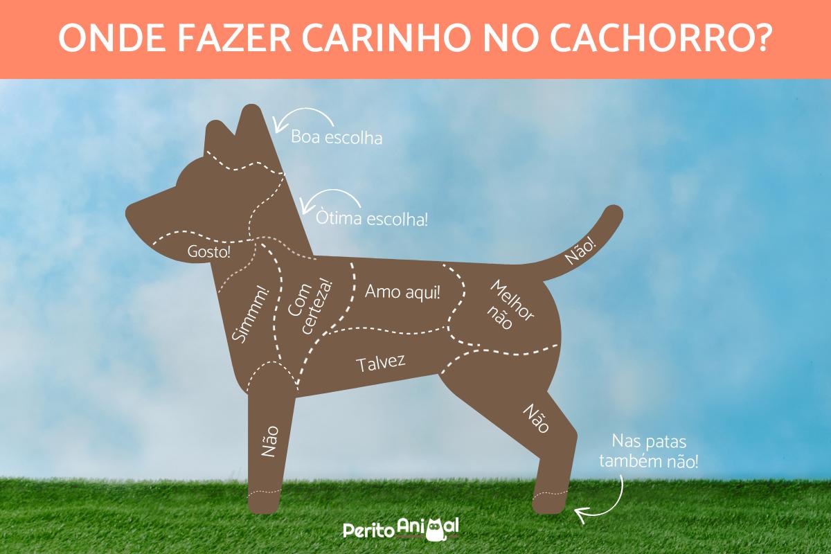 Onde os cachorros gostam de carinho?