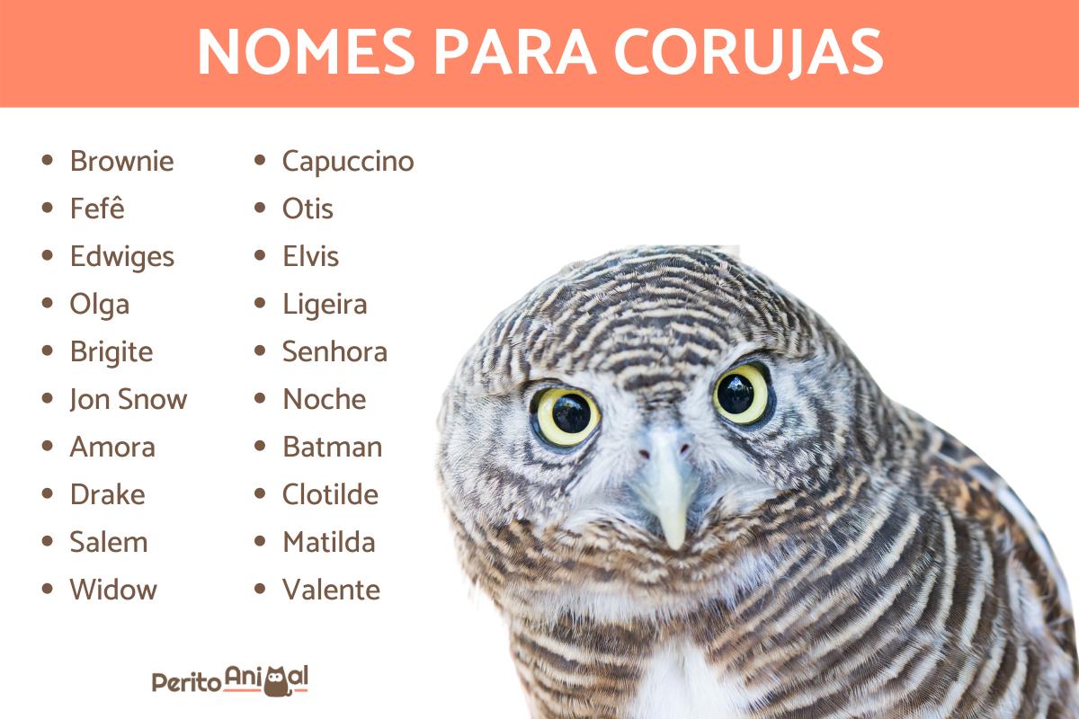 Nomes para corujas
