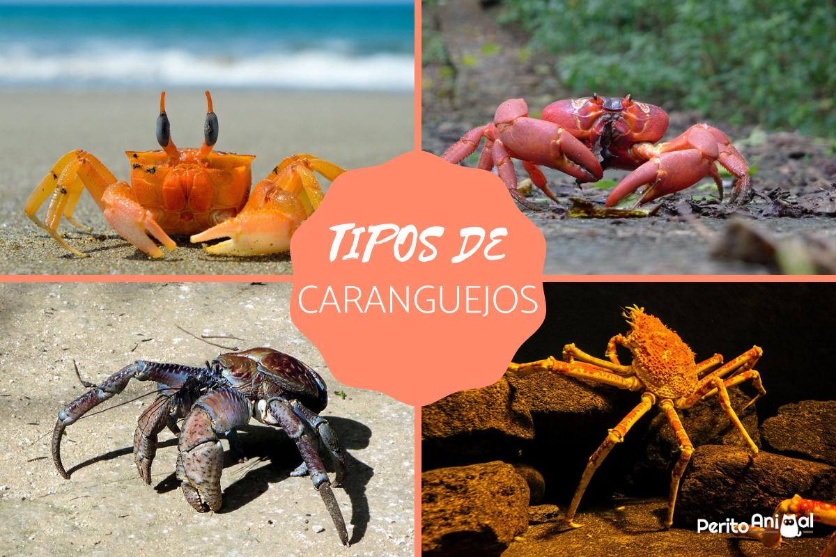 Tipos de caranguejos - Nomes e fotografias