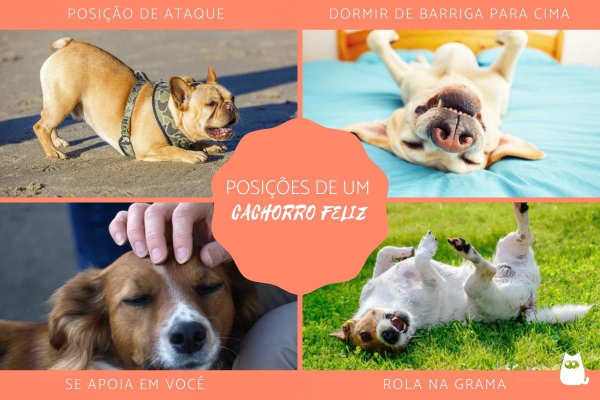 As posições que indicam que o cachorro está feliz