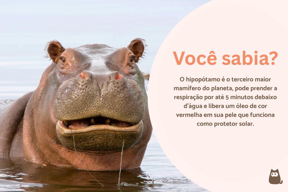 Curiosidades sobre hipopótamos