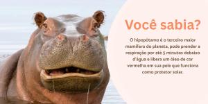 Curiosidades sobre hipopótamos