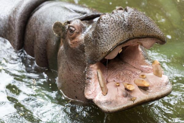 Curiosidades sobre hipopótamos - Sua mandíbula e dentes crescem continuamente