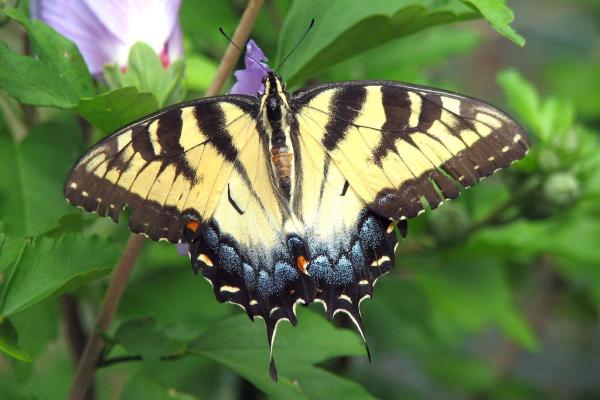 Tipos de borboletas venenosas - Borboleta rabo-de-andorinha-do-tigre-oriental