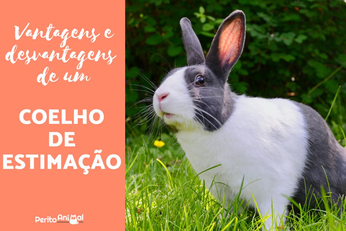 Coelho de estimação: vantagens e desvantagens de viver com um