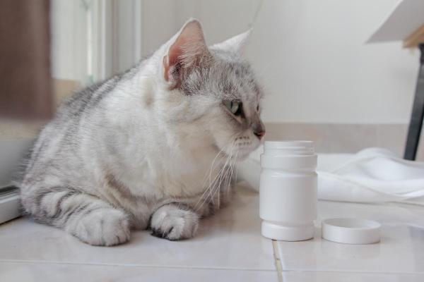 O que dar para um gato comer quando está vomitando? - Qual medicamento é bom para vômito em gatos?