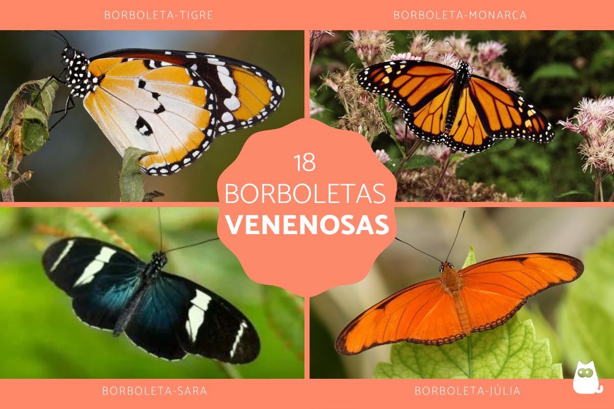 Tipos de borboletas venenosas