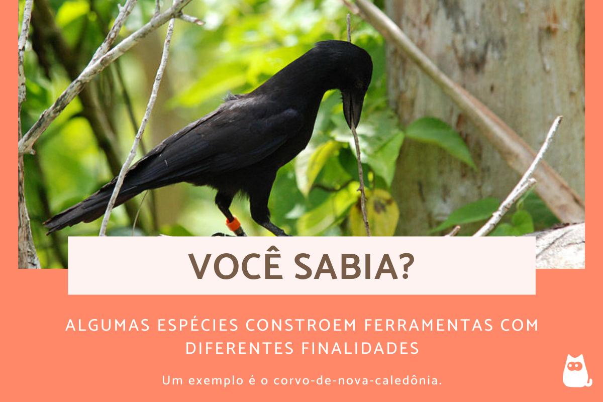 Curiosidades sobre as aves