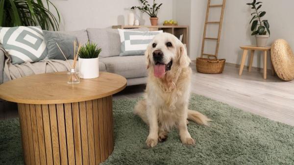 Posso ter um golden em apartamento? - O golden retriever pode viver em apartamento?
