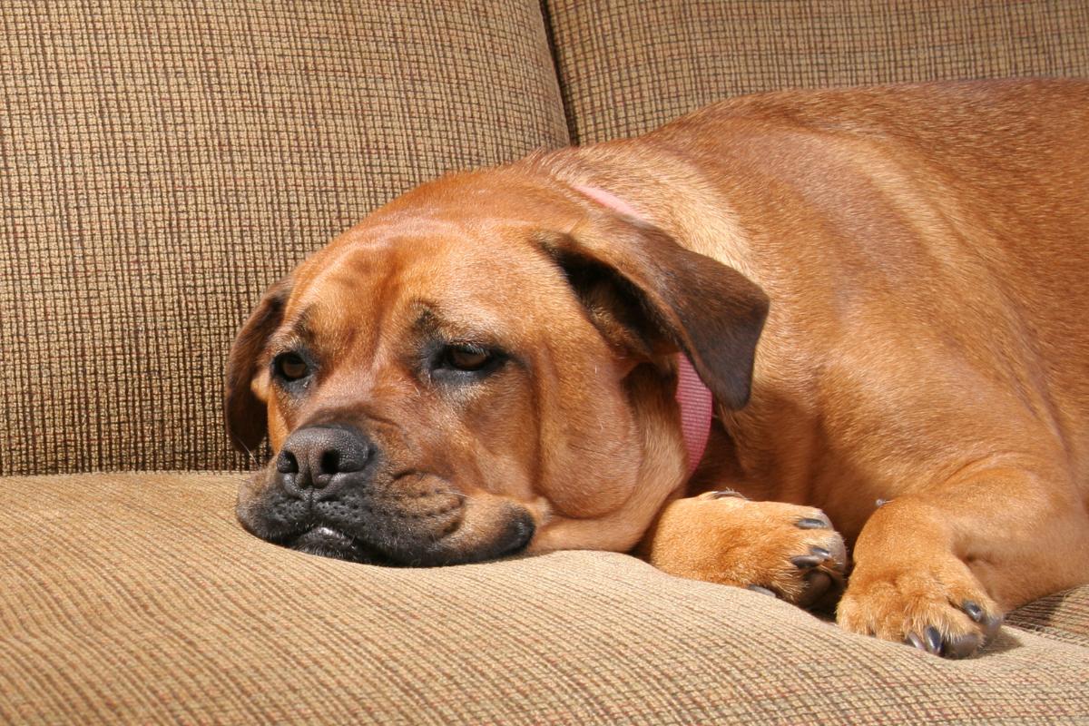 Sintomas de cadela com filhote morto na barriga
