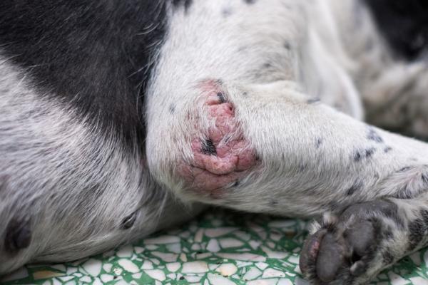 Manchas vermelhas na pele do cachorro - o que pode ser? - Causas das manchas vermelhas na pele do cachorro