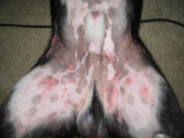Manchas vermelhas na pele do cachorro - o que pode ser?