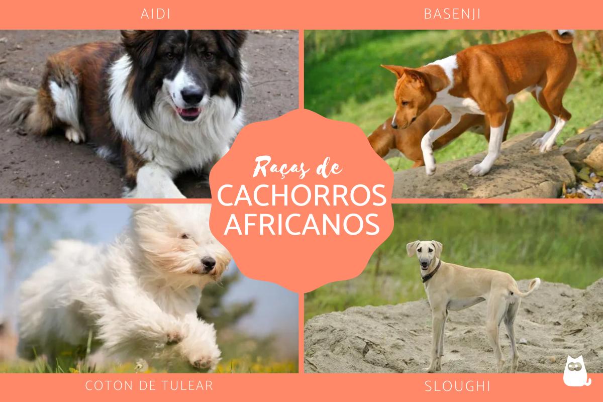 Raças de cachorros africanos