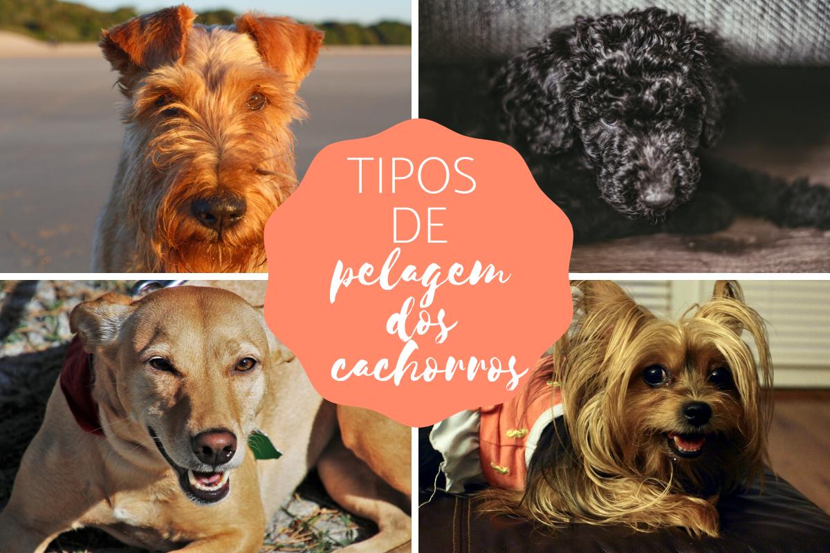 Tipos de pelo do cachorro e como cuidar de cada um