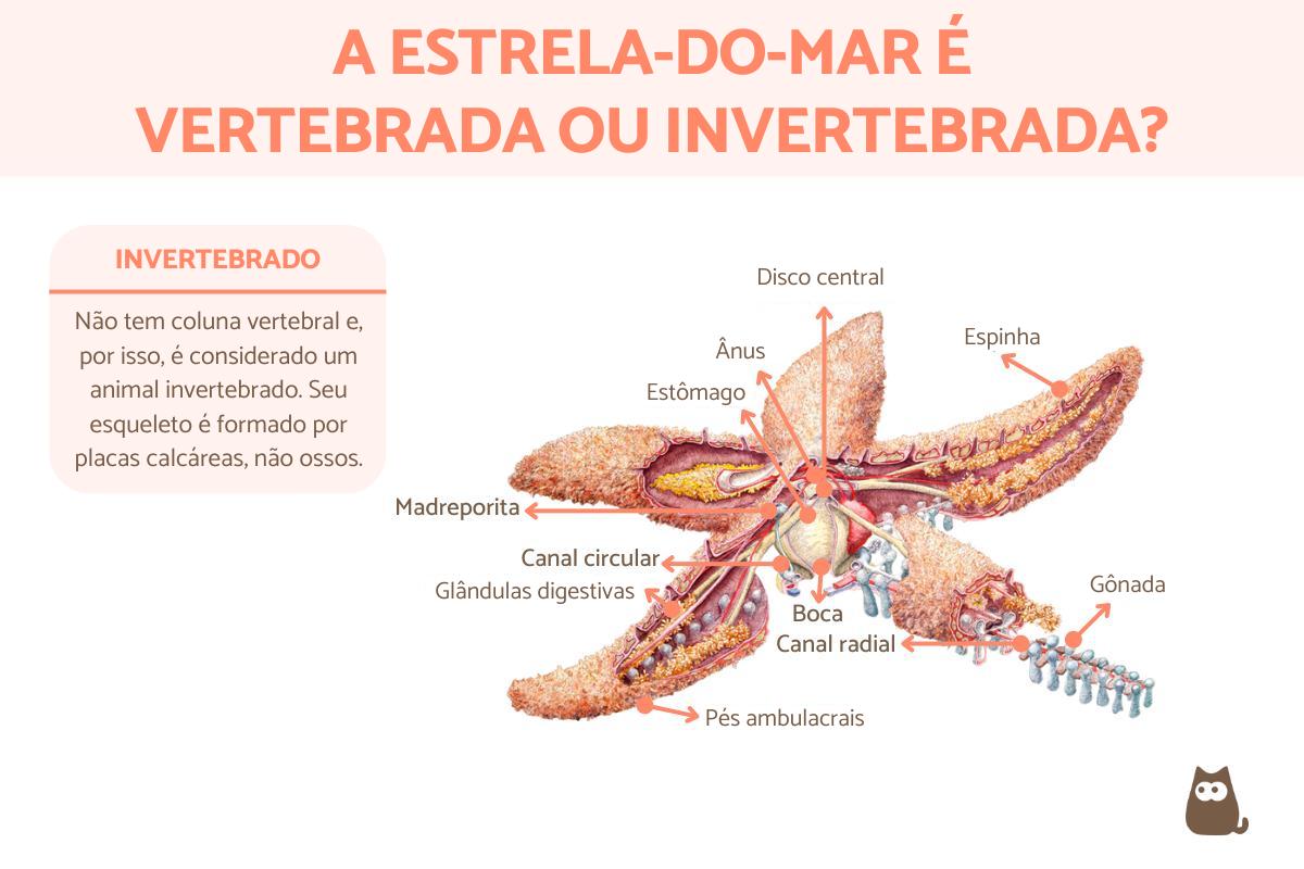 A estrela-do-mar é vertebrada ou invertebrada?