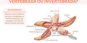 A estrela-do-mar é vertebrada ou invertebrada?